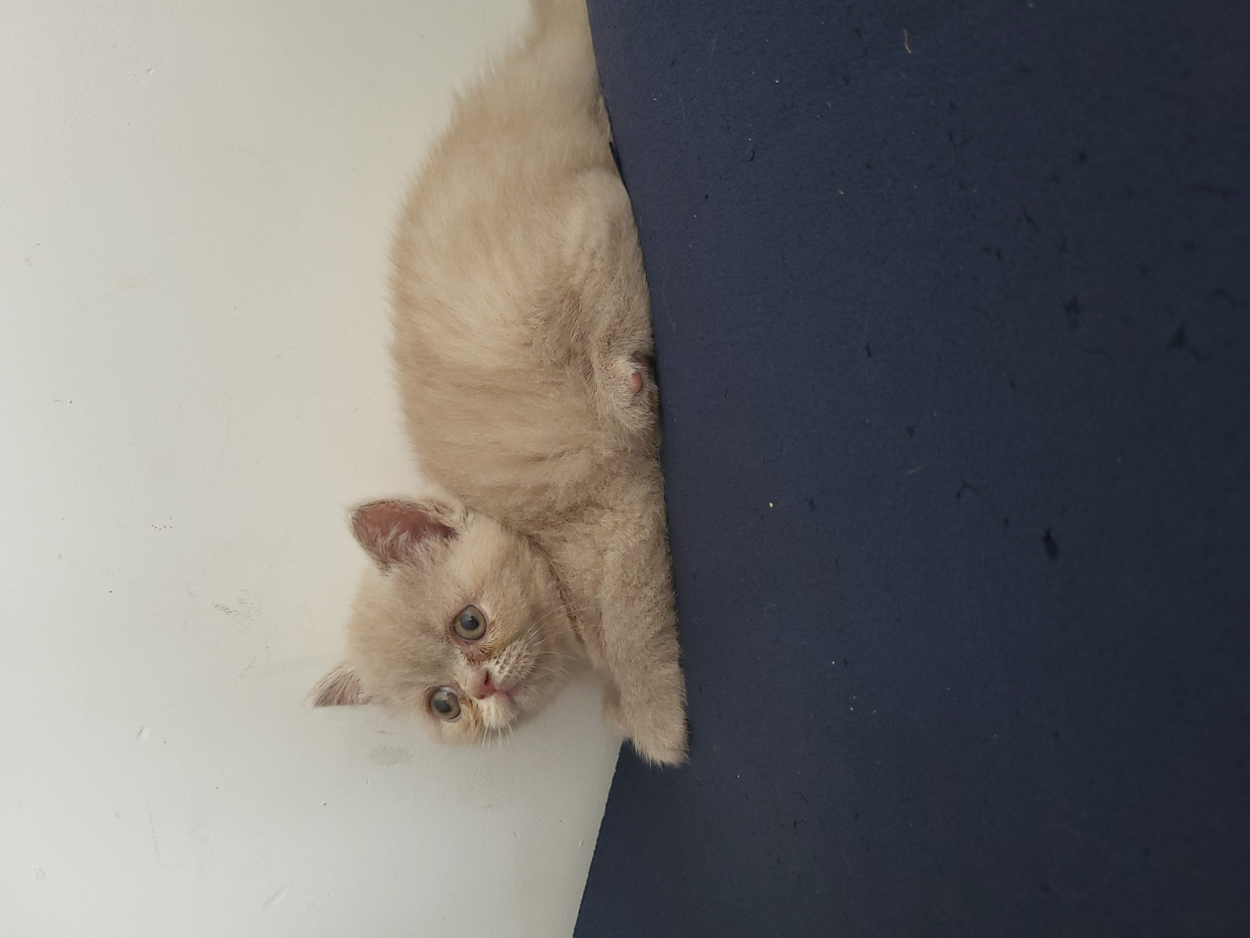Aroa semaine7