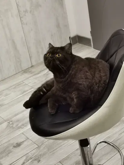 Chat 1