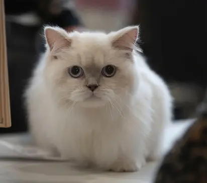 Chat 2