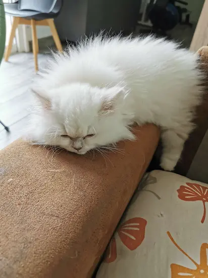 Chat 3