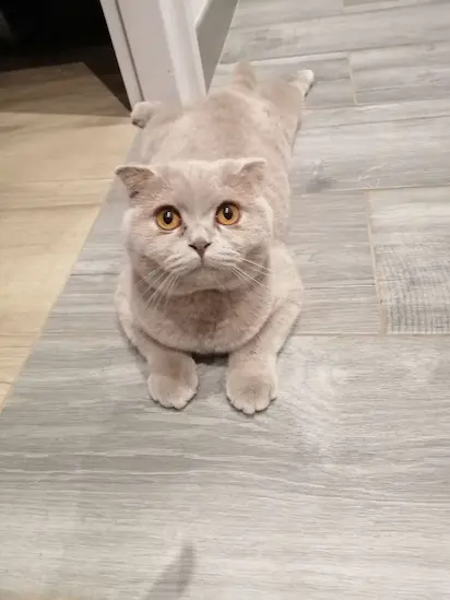 Chat 4